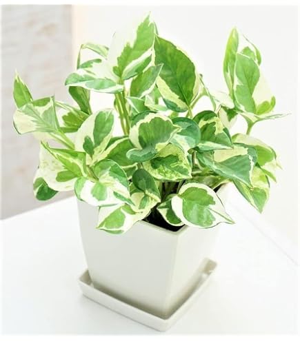 Amazon.co.jp: 観葉植物 ポトス ステータス フェンス仕立て 7号鉢